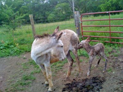 Animal Babies: New Life In Osage County Kansas Image